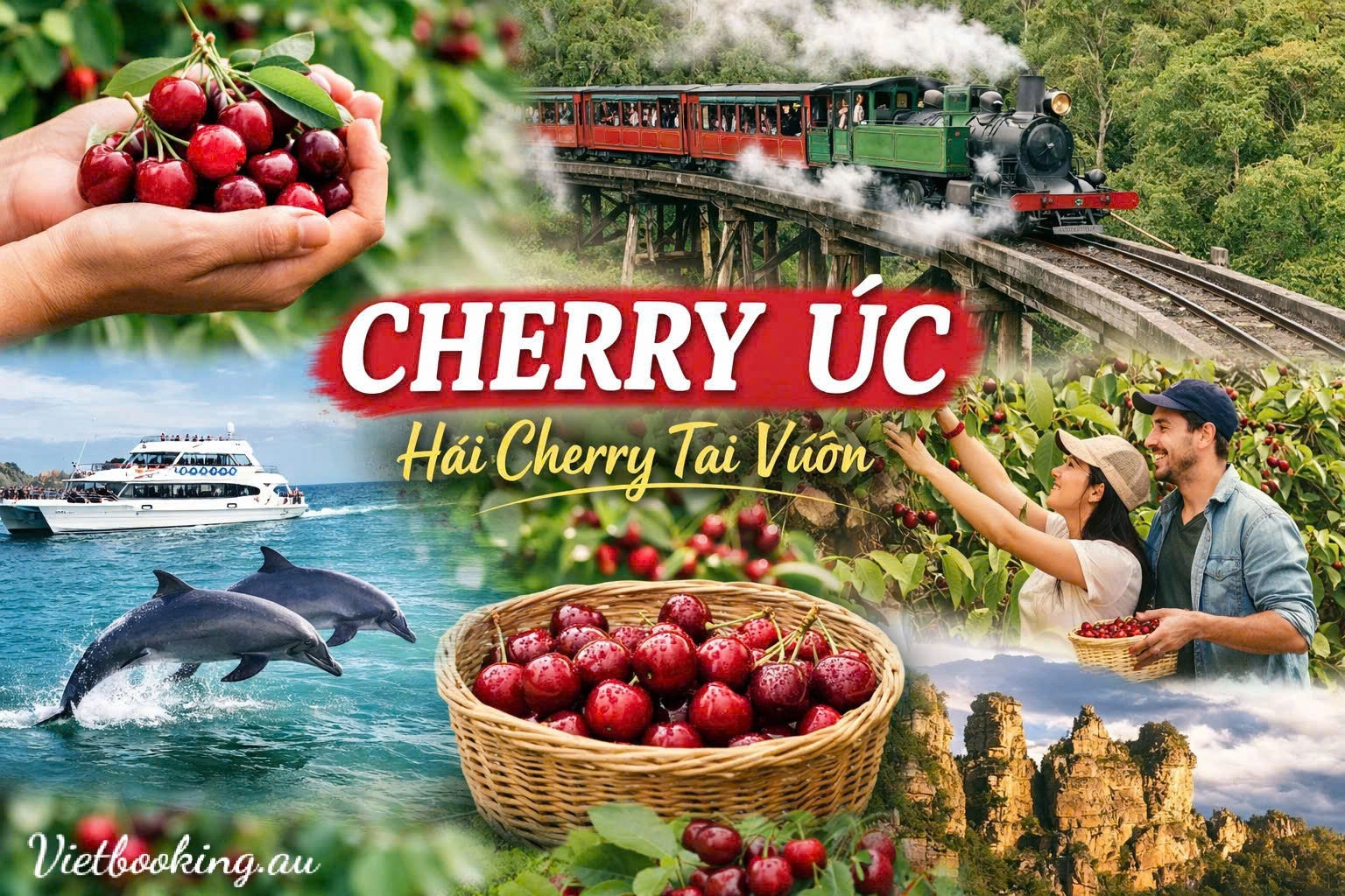 Cherry Úc – Trải Nghiệm Thú Vị Hái Cherry Tươi Ngay Tại Vườn