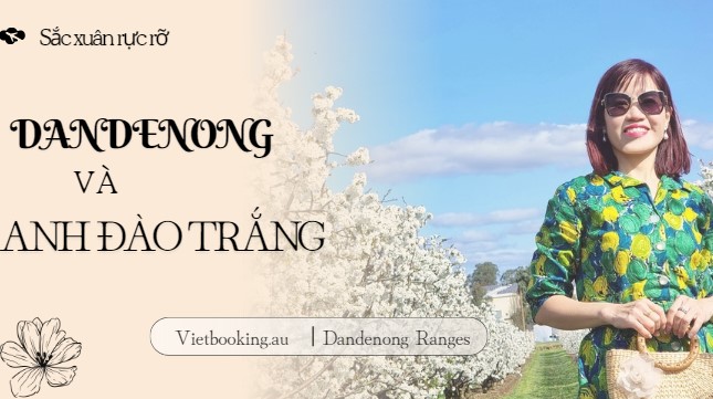 Khung cảnh thơ mộng cùng hoa anh đào trắng tại Dandenong