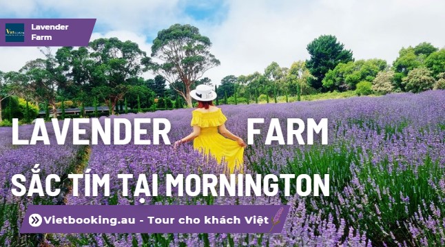 Mùa Hoa Lavender tại Mornington - Hành Trình Tìm Về Sắc Tím Bình Yên