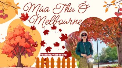 Mãn Nhãn Mùa Thu Melbourne - Chiêm Ngưỡng Lá Vàng, Lá Đỏ Rực Rỡ