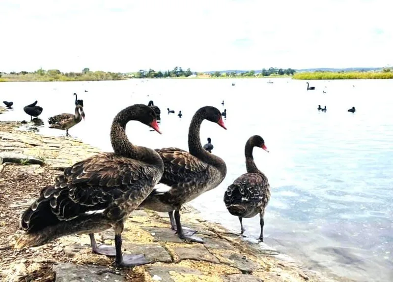 tp._ballarat_va_hồ_thien_nga10-1769594824.webp (62 KB)