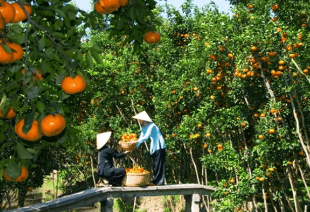 item image 749 album của tour Tây đô Cần Thơ