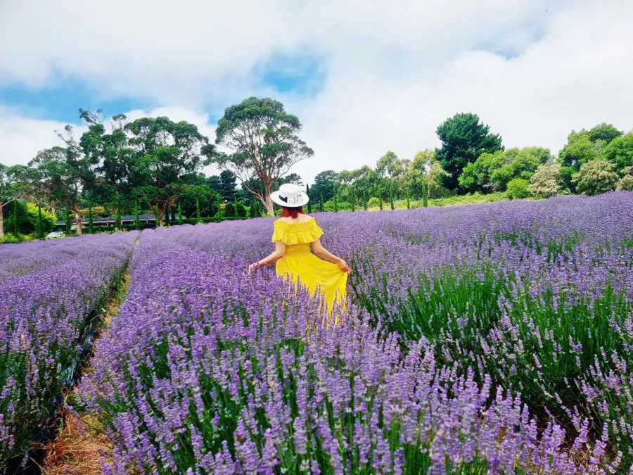 item image 807 album của tour Cherry farm và hoa Lavender