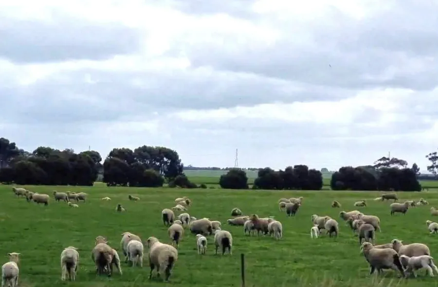 item image 851 album của tour Việt booking - VietBooking - Vbooking - Biển Portland và vườn địa đàng núi Gambier